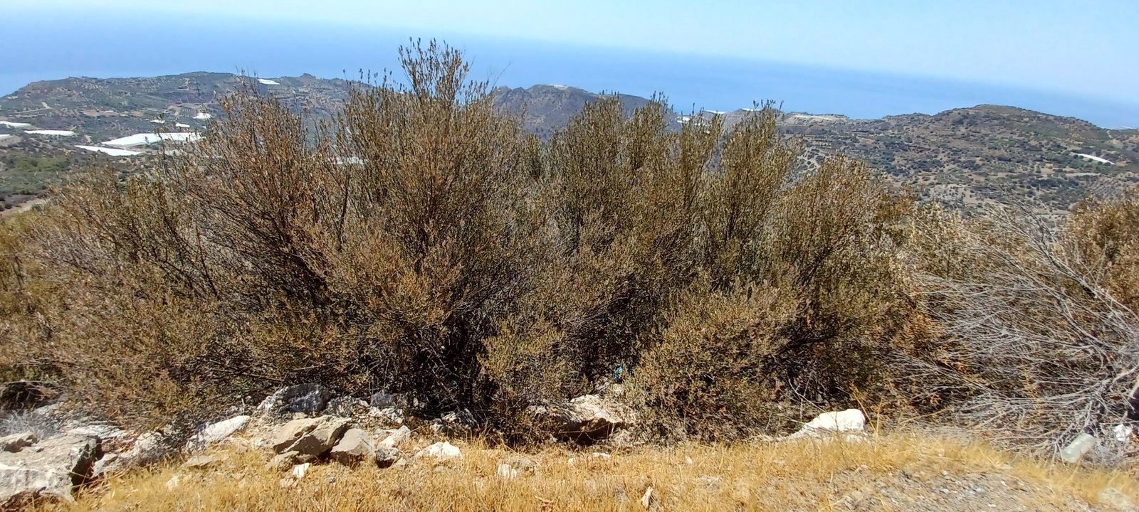 «Δεν είμαι καθόλου αισιόδοξος για το νερό, όλο και περισσότερο θα ξεραίνονται τα δέντρα» είπε ο  Νικήτας Μυλόπουλος,διευθυντής εργαστηρίου υδρολογίας του πανεπιστημίου Θεσσαλίας