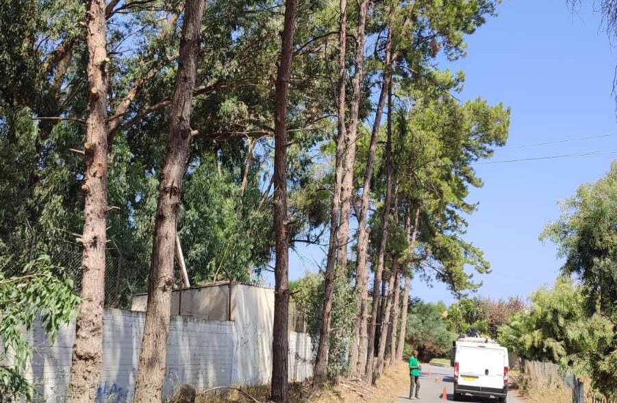 Εργασίες κλαδεύσεων και περιποίησης πρασίνου στη δενδροστοιχία των πεύκων στις Τρεις Βαγιές