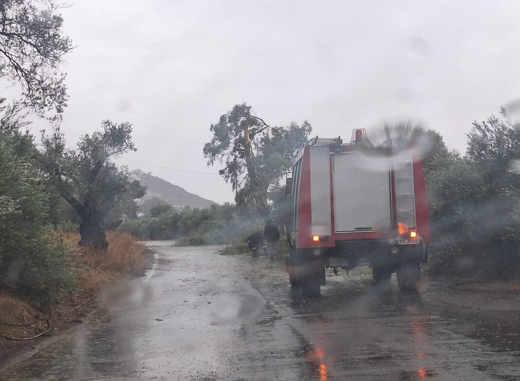Έβρεξε… δέντρα στη Μεσαρά