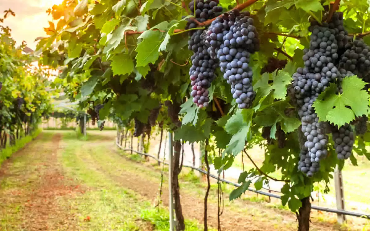 «Η επιδοτούμενη εκρίζωση θα αποτελειώσει τον ελληνικό αμπελώνα»