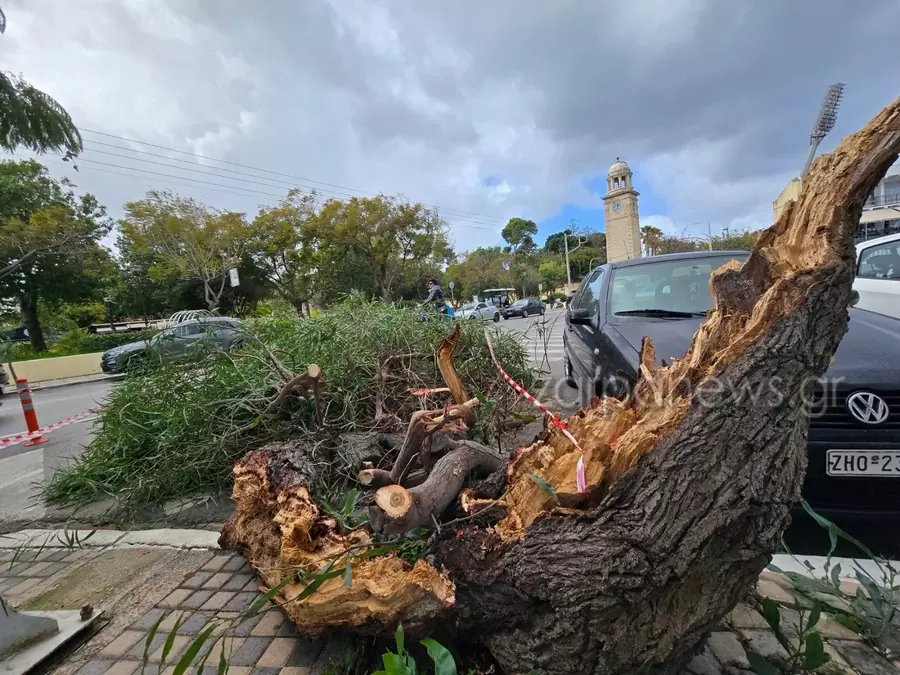 Πτώση δέντρου στο κέντρο των Χανίων λόγω των ισχυρών ανέμων