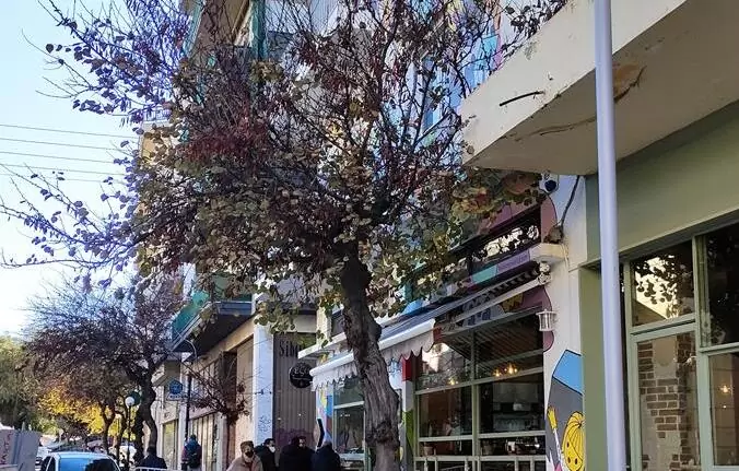 H θέση του Δήμου Ηρακλείου σχετικά με κοπή δέντρου στην οδό Χατζημιχάλη Γιάνναρη