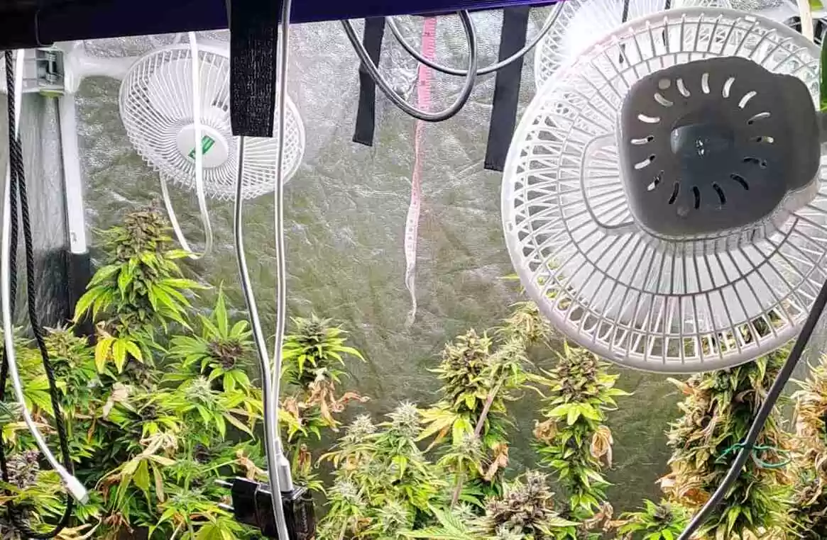 Η κάνναβη του έφερε… μπελάδες