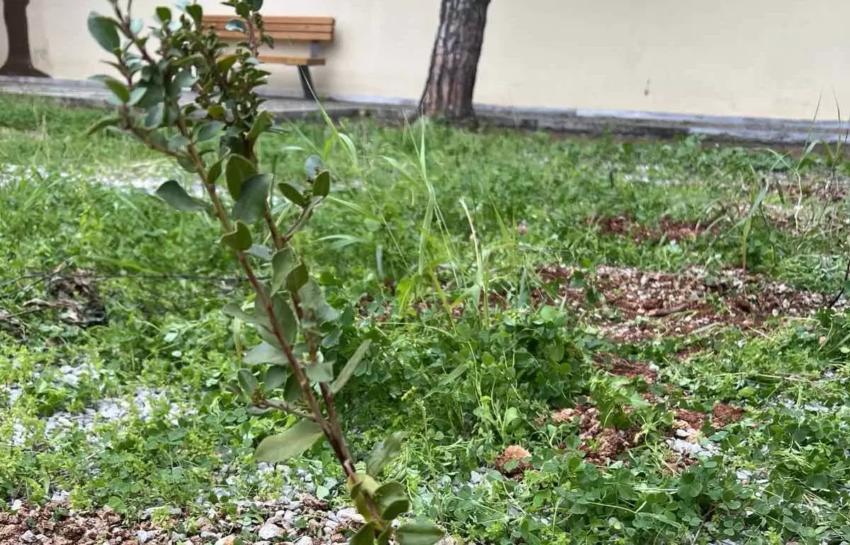 Δράση δενδροφύτευσης στο Παράρτημα Προστασίας του Παιδιού Ηρακλείου Κρήτης