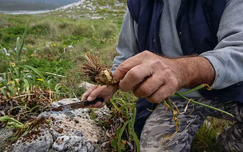 «Πάμε για χόρτα;»: Δεύτερη χρονιά δράσεων στα Χανιά για την διάδοση της τέχνης της συλλογής άγριων χόρτων