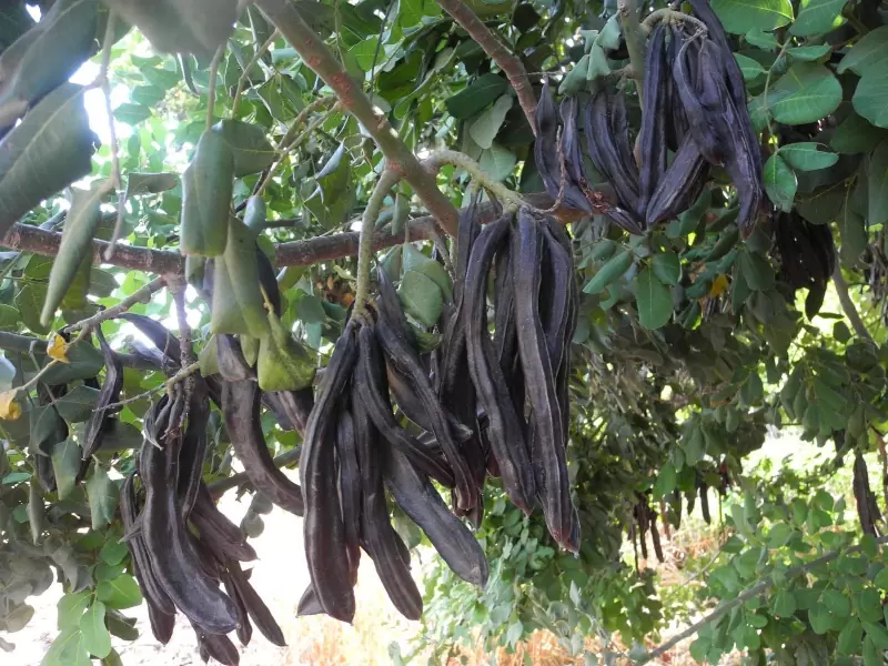 Επιστολή του ΤΕΕ/ΤΑΚ στον υπουργό Περιβάλλοντος για την διαχείριση δασικών εκτάσεων και την καλλιέργεια χαρουπιάς στην Κρήτη