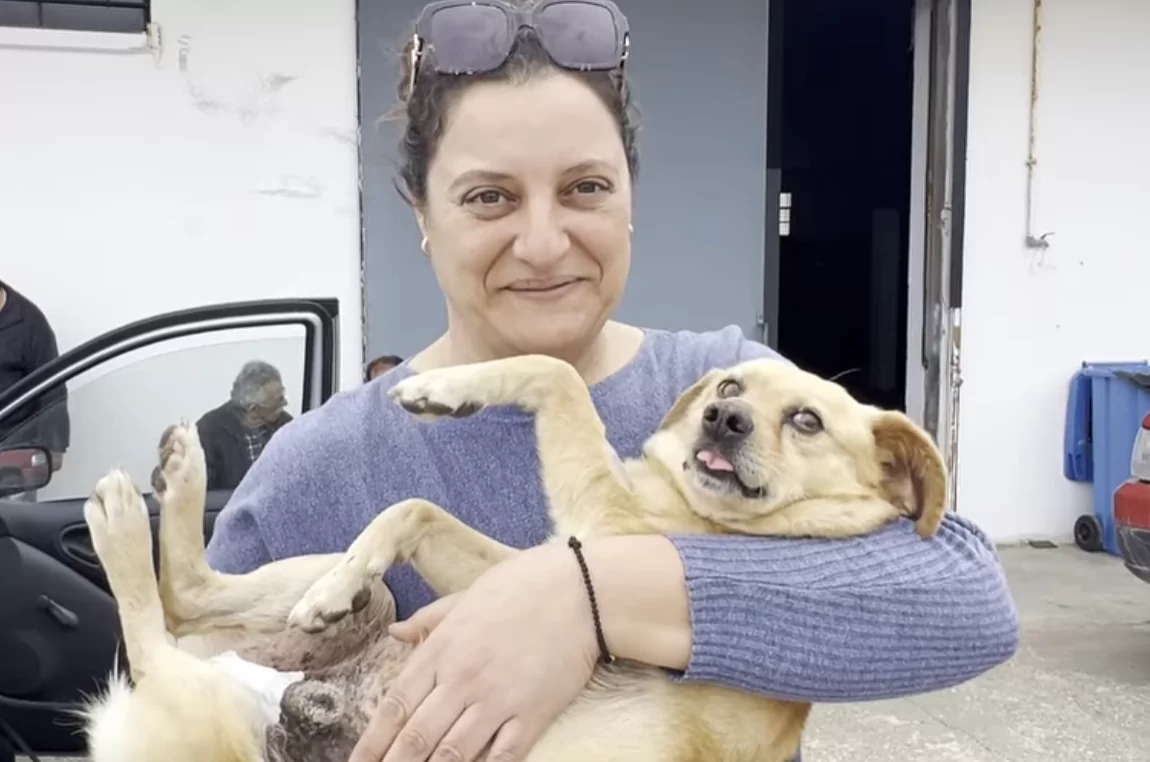 Μεγάλη η ανταπόκριση των δημοτών στην δράση δωρεάν στειρώσεων, σήμανσης και λήψης DNA δεσποζόμενων ζώων