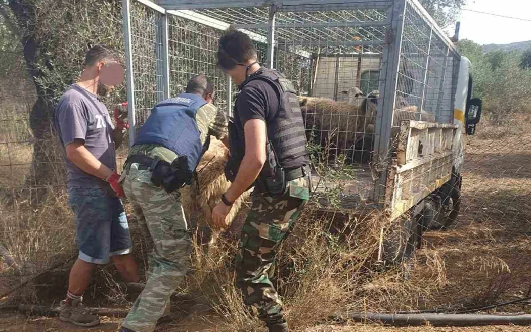 Χανιά: Εξιχνιάστηκαν δύο υποθέσεις ζωοκλοπής