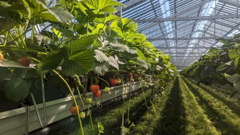 Αγροφωτοβολταϊκά στην Κρήτη: Η επανάσταση της γης κάτω από τον ήλιο