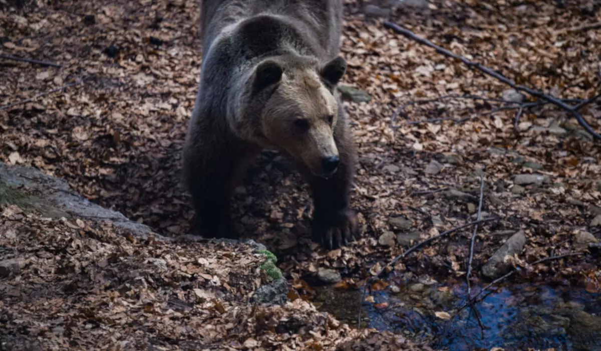 Δράμα: Αρκούδα επιτέθηκε σε δύο πεζοπόρους