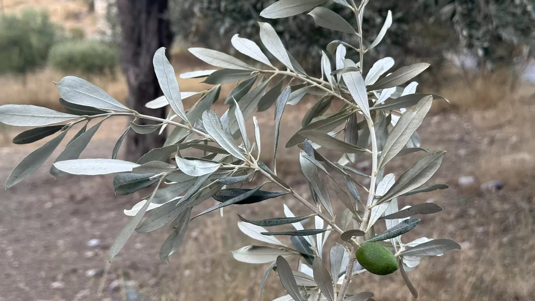 Μετατροπή της Θρούμπας σε εδώδιμο επιτραπέζιο ελαιόκαρπο χωρίς χρήση χημικών – Τα πρώτα αποτελέσματα του έργου