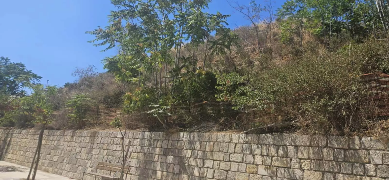 Στο Ηράκλειο βρίσκεται ένας…«μικρός Αμαζόνιος» -Ακούει κανείς;