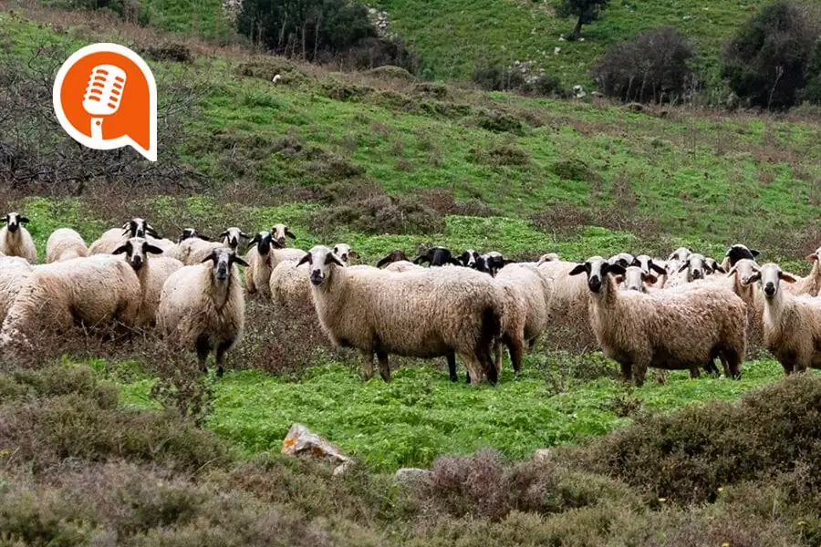 Γ. Καζόγλου: «Τα διαχειριστικά σχέδια βόσκησης θα χαλούσαν το πάρτι που είχε στηθεί»