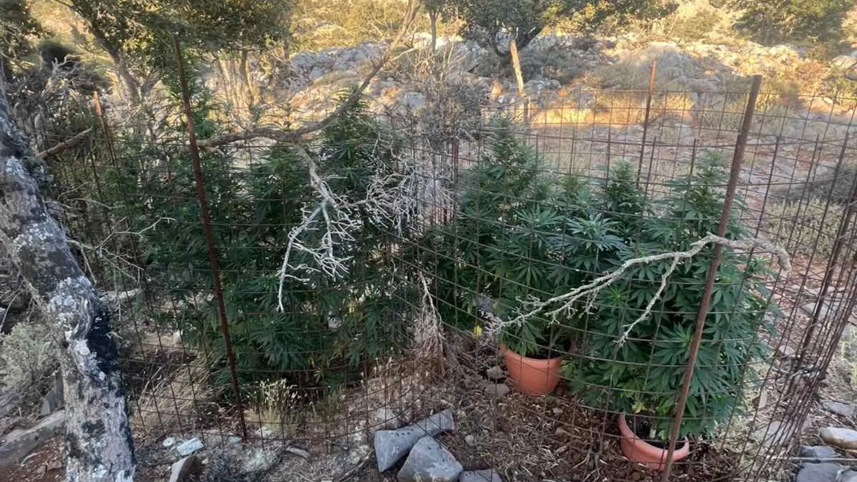 Δύο συλλήψεις για καλλιέργεια δενδρυλλίων κάνναβης στο Λασίθι