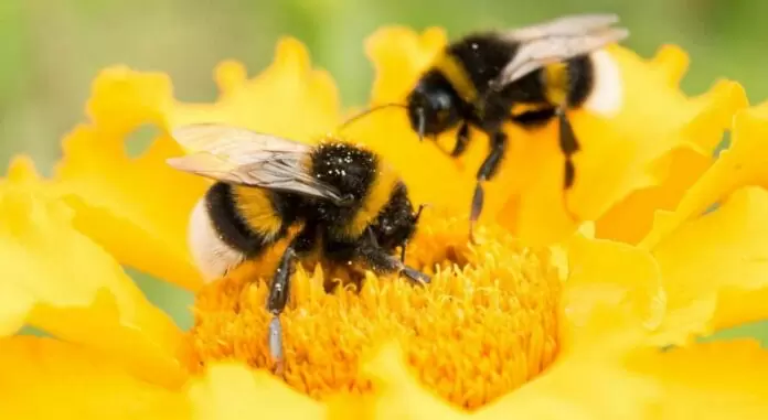 Καταγγελίες ΠΟΓΕΔΥ ότι πιέζουν ελεγκτές Βιολογικής Μελισσοκομίας για έρευνες χωρίς μέτρα ασφαλείας