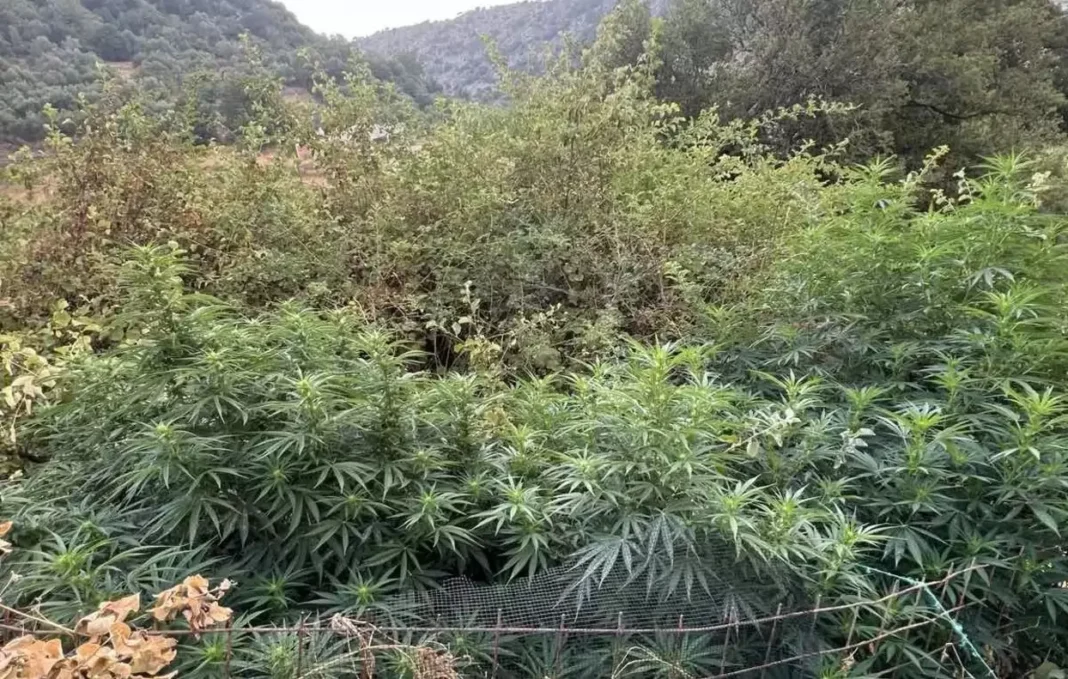Εντοπίστηκαν 71 δενδρύλλια κάνναβης στον Μυλοπόταμο – Συνελήφθη 35χρονος