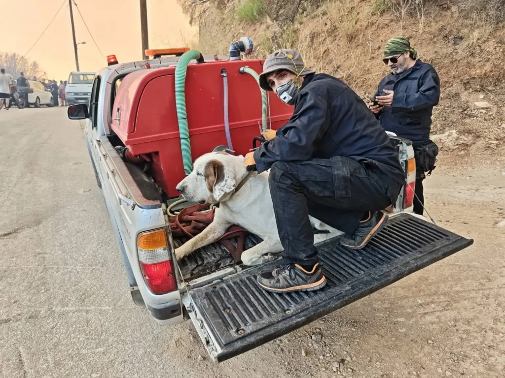 Αχαΐα: Διασώσεις ζώων από φιλοζωικά σωματεία αλλά και εθελοντές πυροσβέστες