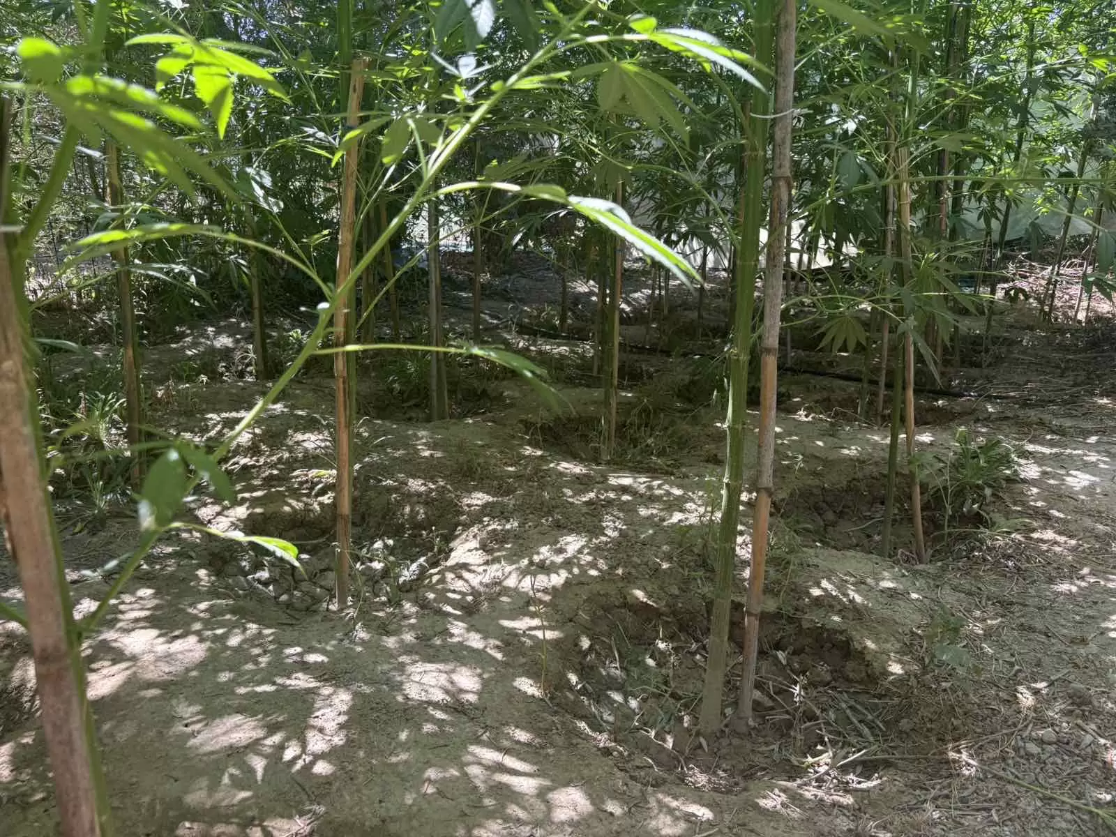 Σύλληψη για κάνναβη και όπλα