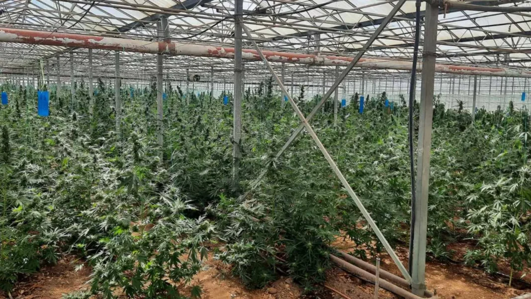 Συλλήψεις σε Κρήτη και Θήβα για το θερμοκήπιο… κάνναβης