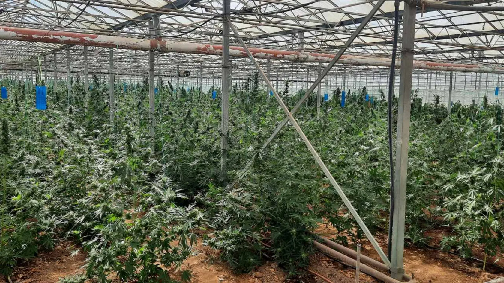 Συλλήψεις σε Κρήτη και Θήβα για το θερμοκήπιο… κάνναβης