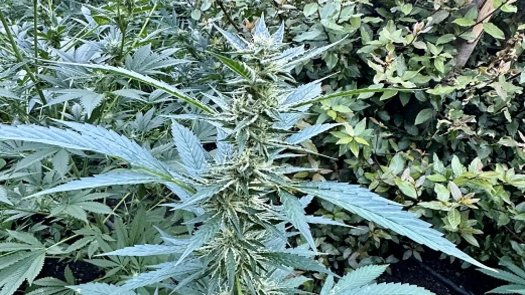 «Ορφανή» φυτεία εντοπίστηκε στο Ρέθυμνο