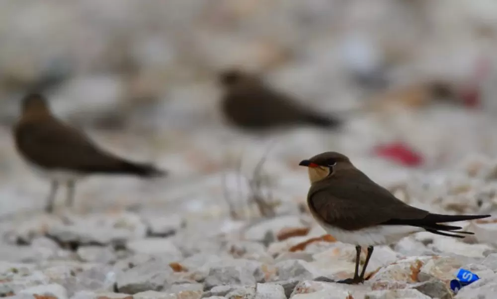 Έρευνα του «WWF Ελλάς» για το παράνομο και εμπόριο άγριων ειδών, κυρίως πτηνών, στην Ελλάδα