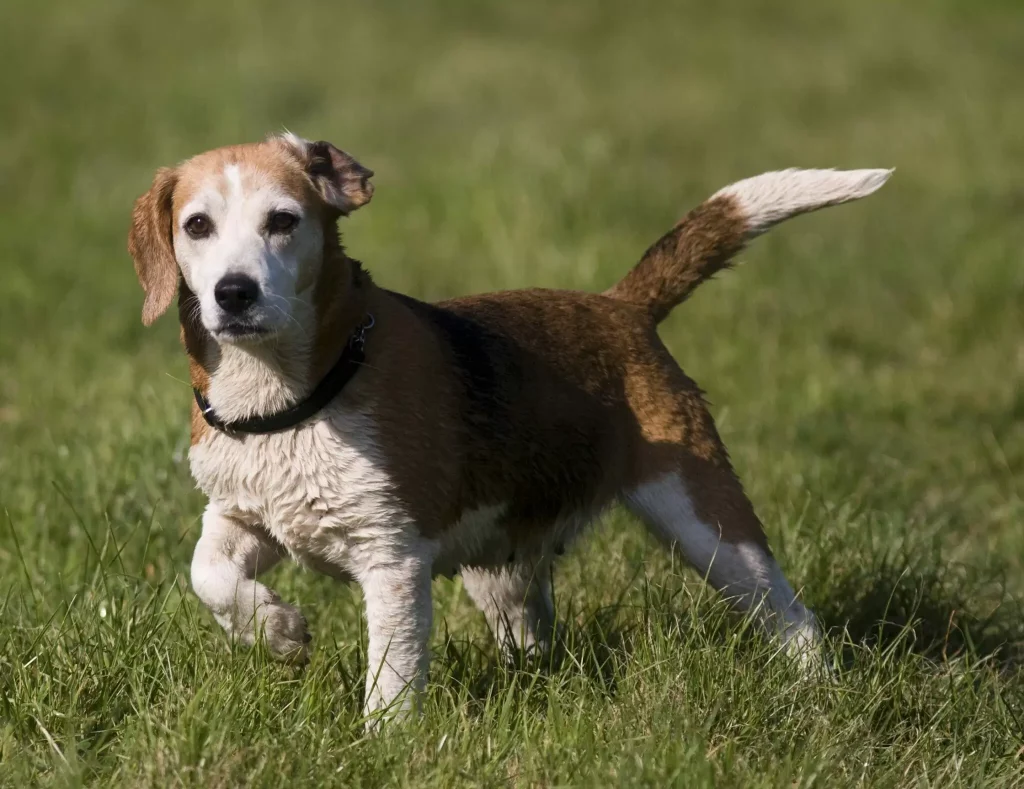 Τι είναι το σύνδρομο χαρούμενης ουράς στους σκύλους
