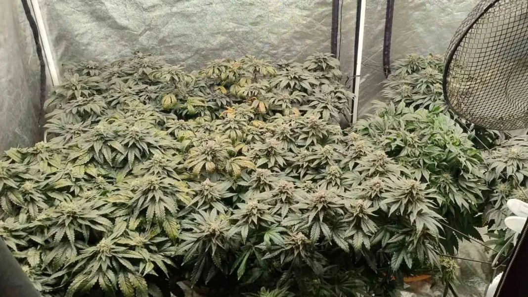 Συνελήφθη για… μίνι θερμοκήπιο κάνναβης