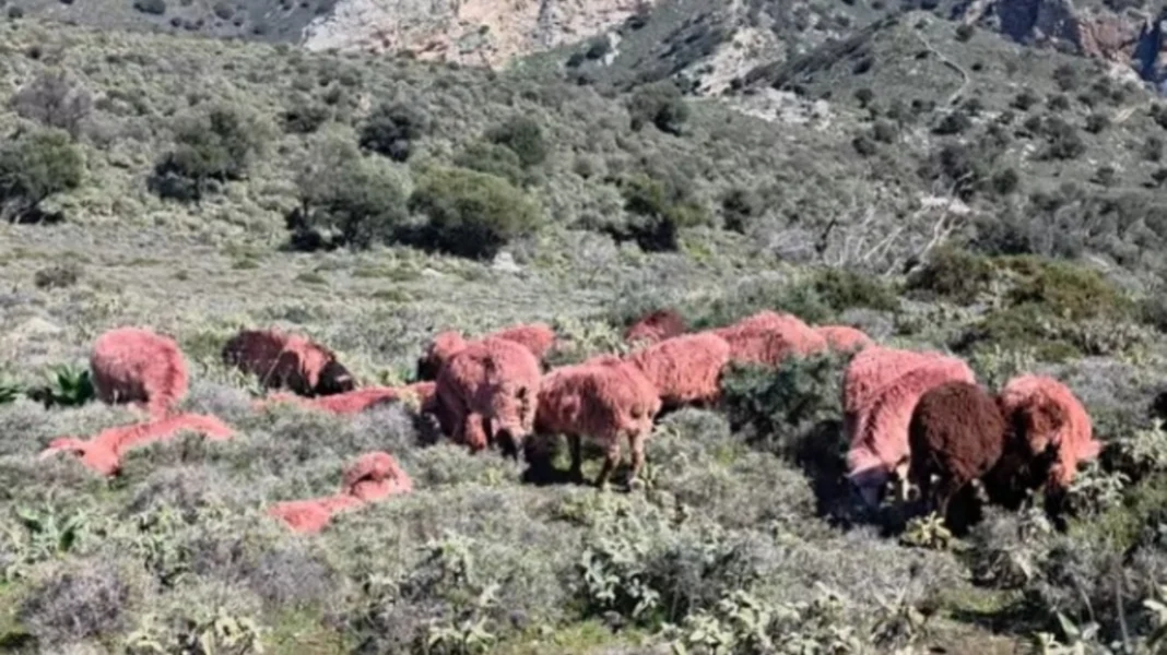 Κόκκινα πρόβατα στην Κρήτη: η μέθοδος που δυσκολεύει τους ζωοκλέφτες