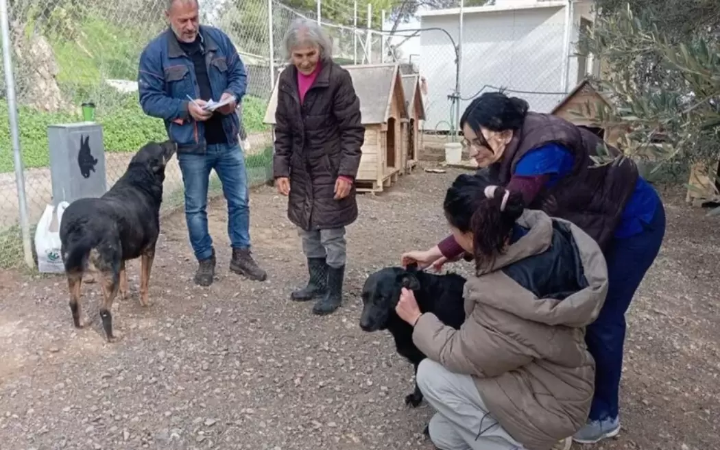 Δράση ιατρικής φροντίδας για τα αδέσποτα σκυλιά στο ΕΛΜΕΠΑ από το Κυνοκομείο του Δήμου Ηρακλείου