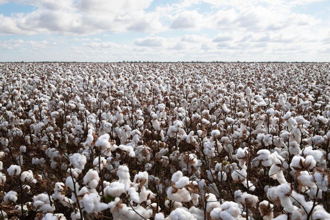 elliniko vamvaki kainotomia