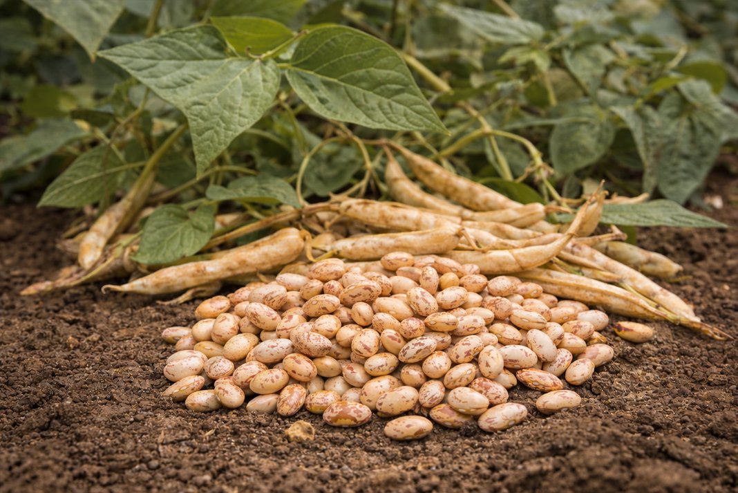 Επανέρχονται τα φασόλια Tεπάρι