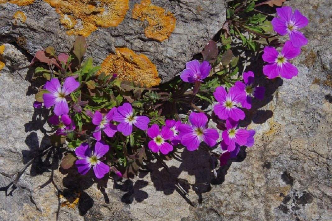 fyta politistikos syllogos patsidon