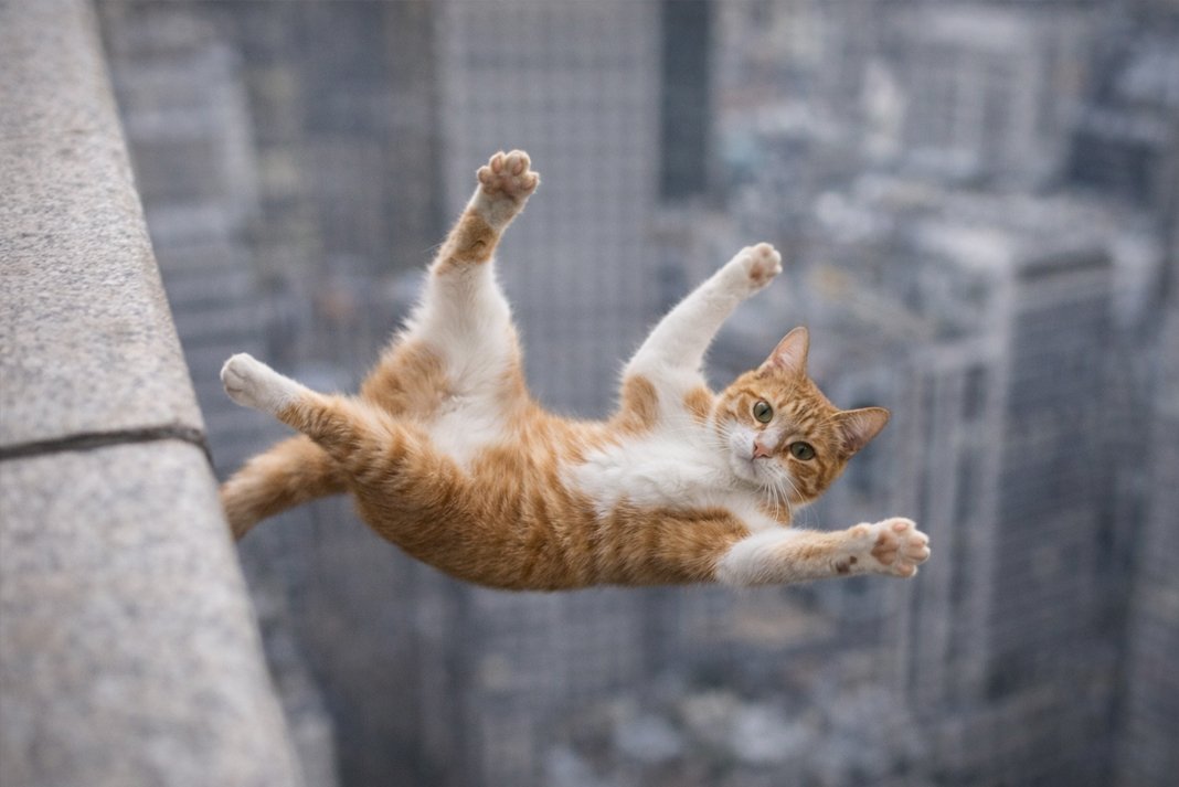 Γιατί οι γάτες είναι… εφτάψυχες;