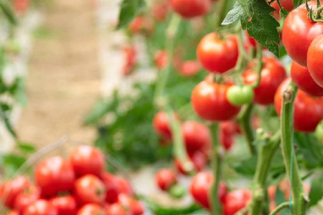 kipeutika kai lipasmata