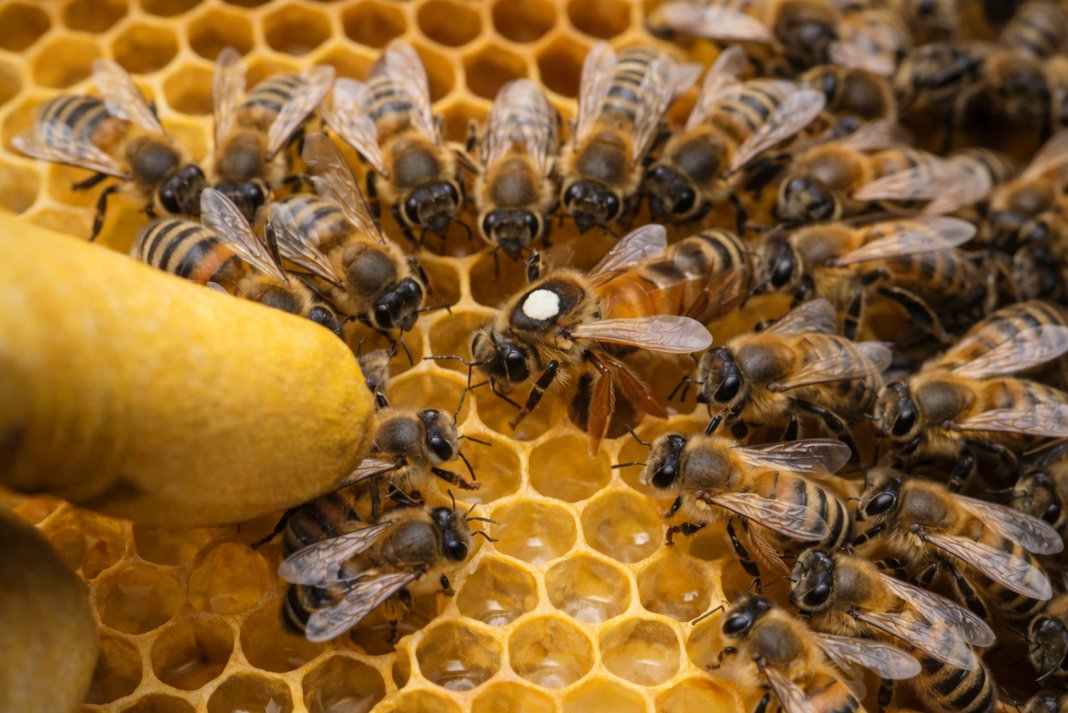 Πώς επιλέγεται η βασίλισσα της κυψέλης;