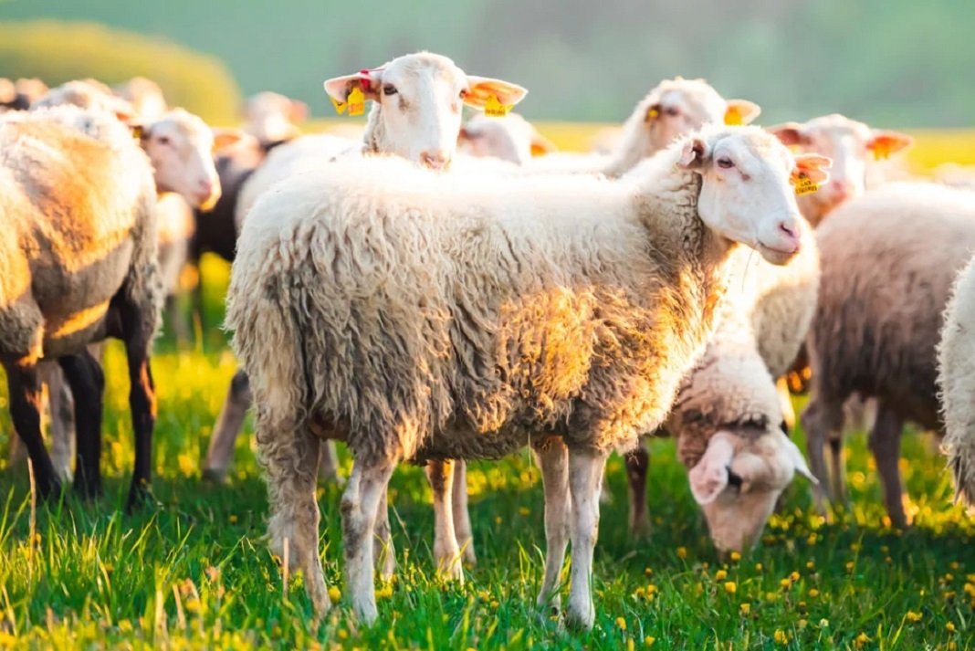 provata kriti evlogia