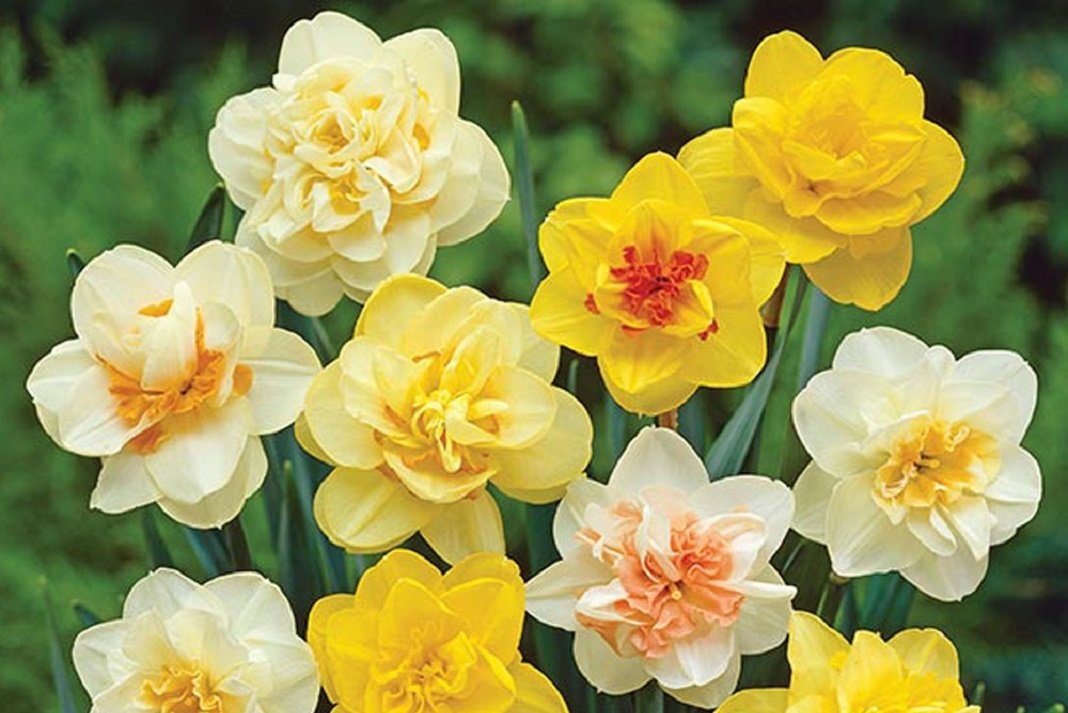 narkissosanoiksiatiki-ekdilosi