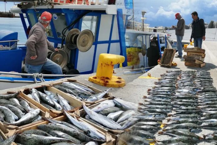 Λαγοκέφαλος: Ενεργοποιείται το πιλοτικό πρόγραμμα διαχείρισης – Αμοιβή έως 5,33 ευρώ ανά κιλό