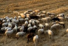 Παρατείνονται τα προληπτικά μέτρα για την ευλογιά των αιγοπροβάτων στην Κρήτη