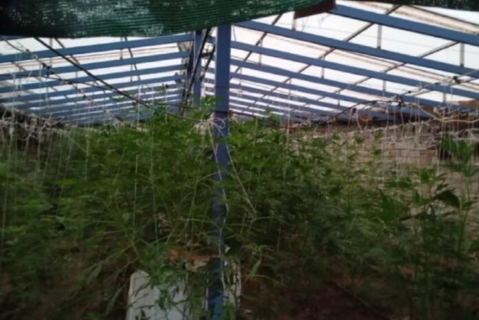 Χανιά: «Ξήλωσαν» νέα χασισοφυτεία με 103 δενδρύλλια (Φωτογραφίες)