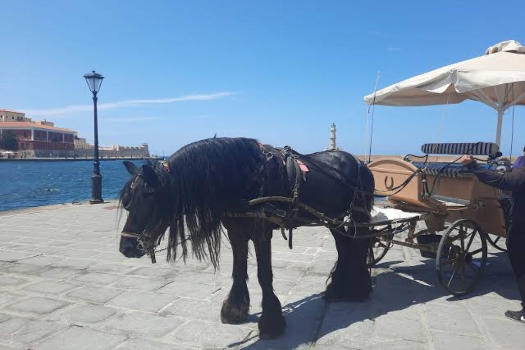 Παρέμβαση της ΠΦΠΟ για την προστασία των αλόγων στις άμαξες στο Ενετικό Λιμάνι Χανίων