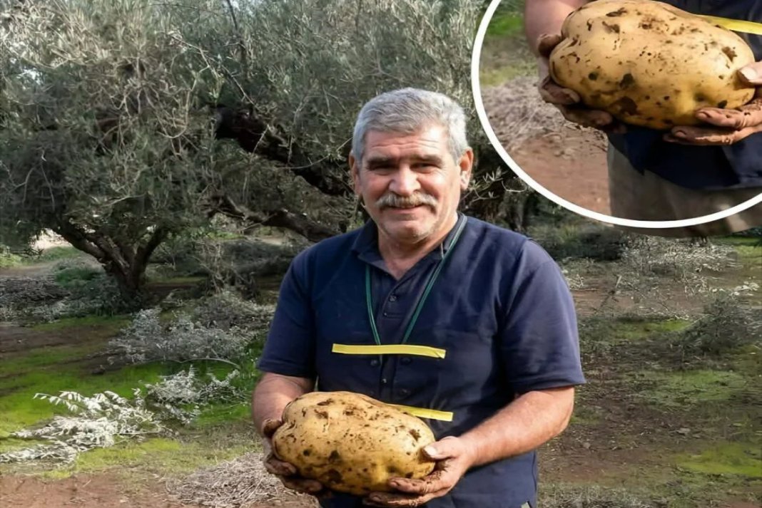 Πατάτα-γίγας 6,15 κιλών στον Αποκόρωνα – Θα διεκδικήσει μια θέση στο βιβλίο Γκίνες