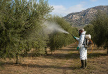 «Απογευματινή Ενημέρωση»: Ο γεωπόνος Αριστείδης Κοζής καλεί τους ελαιοπαραγωγούς να βρίσκονται σε εγρήγορση….