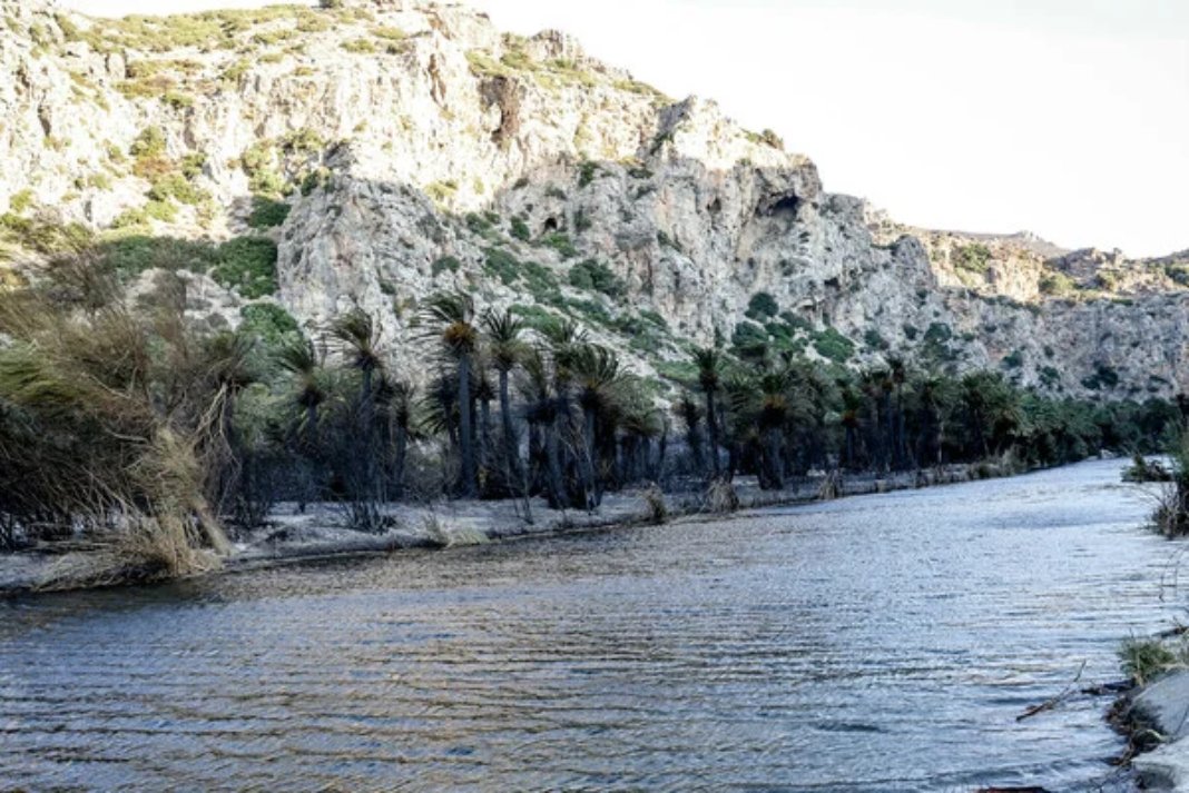 Το φοινικόδασος της Πρέβελης διασώθηκε σχεδόν στο σύνολό του» – Μικρή η ζημιά απο την πυρκαγιά