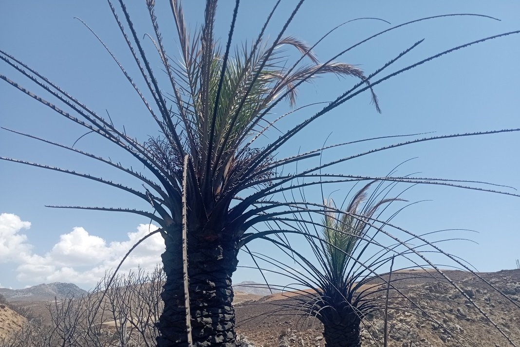 preveli h fisi epistrefei