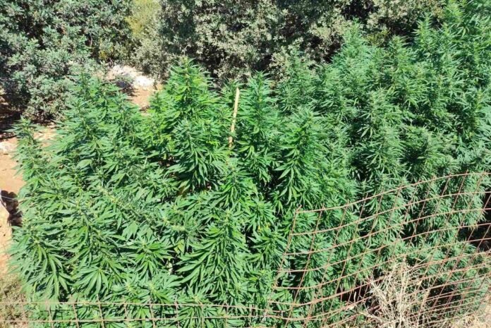 Διπλή σύλληψη στο Μυλοπόταμο για φυτείες κάνναβης.