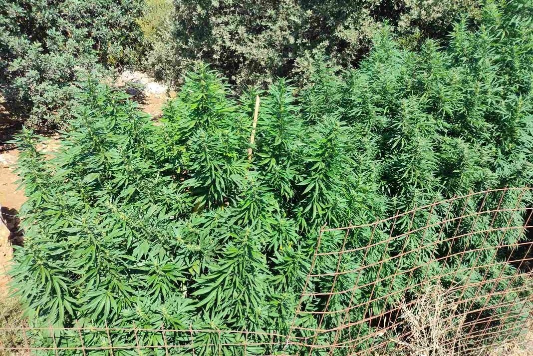 Διπλή σύλληψη στο Μυλοπόταμο για φυτείες κάνναβης.