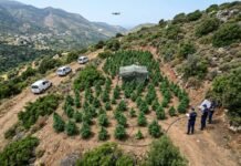 Εντοπίστηκε φυτεία κάνναβης στον Αποκόρωνα με περίπου 770 δενδρύλλια