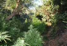 Χανιά: Μεγάλη αστυνομική επιχείρηση στον Αποκόρωνα – Εντοπίστηκαν 770 δενδρύλλια κάνναβης